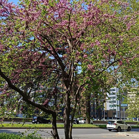 Apartament Ancient Colosseum Modern And Bright *